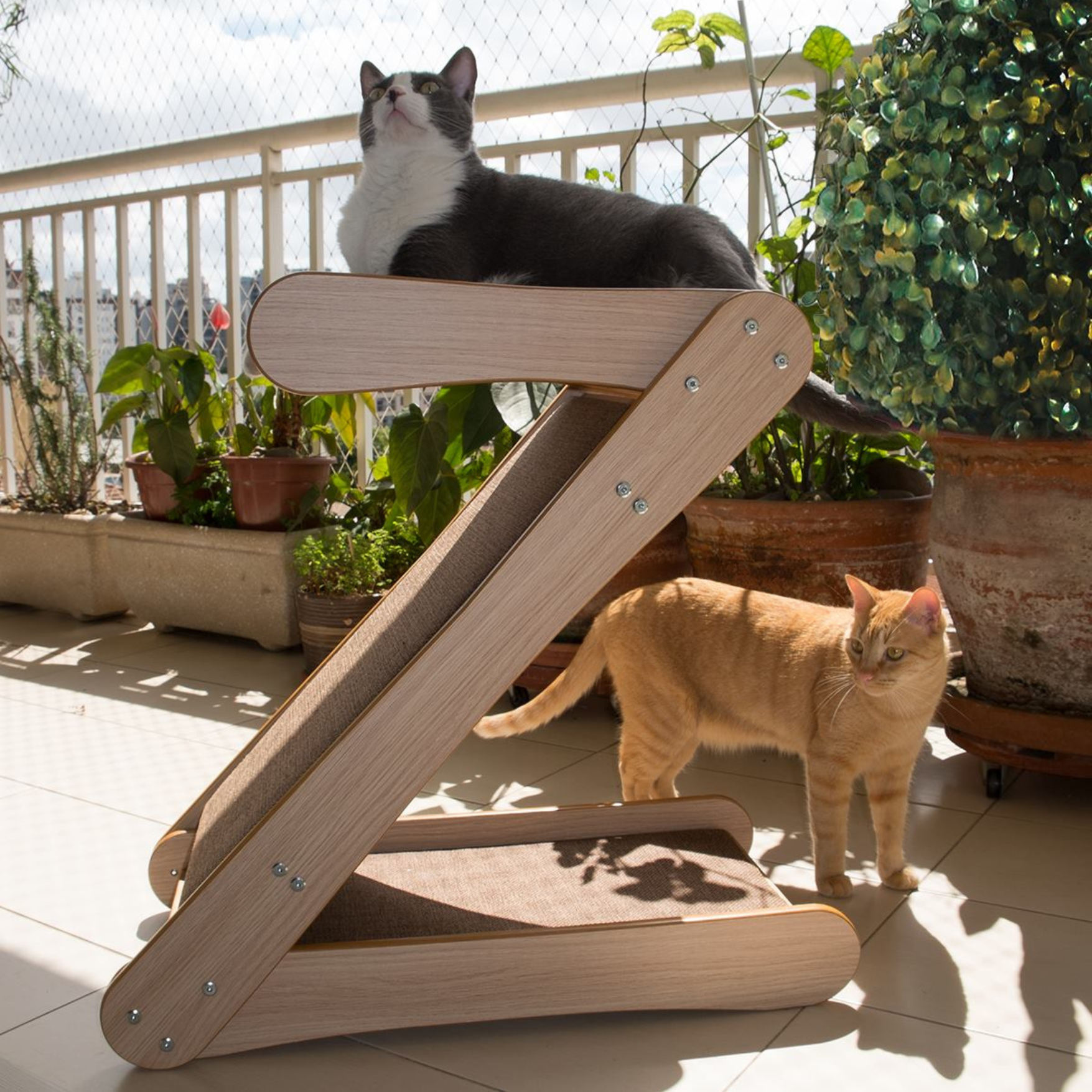 ZETA•-• - Imagem 2