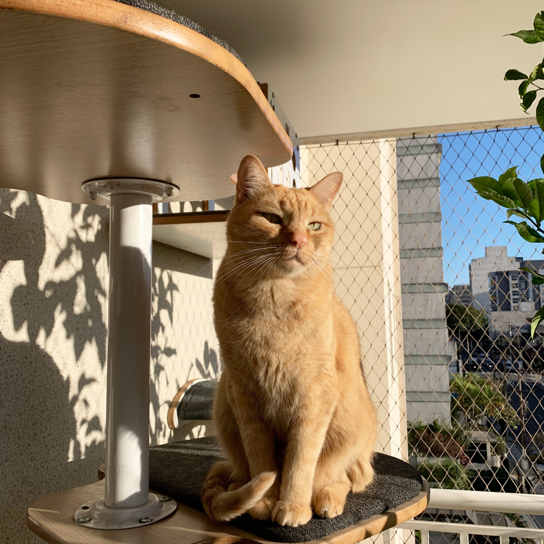 Poletree 4 prateleiras •_• - Imagem 2