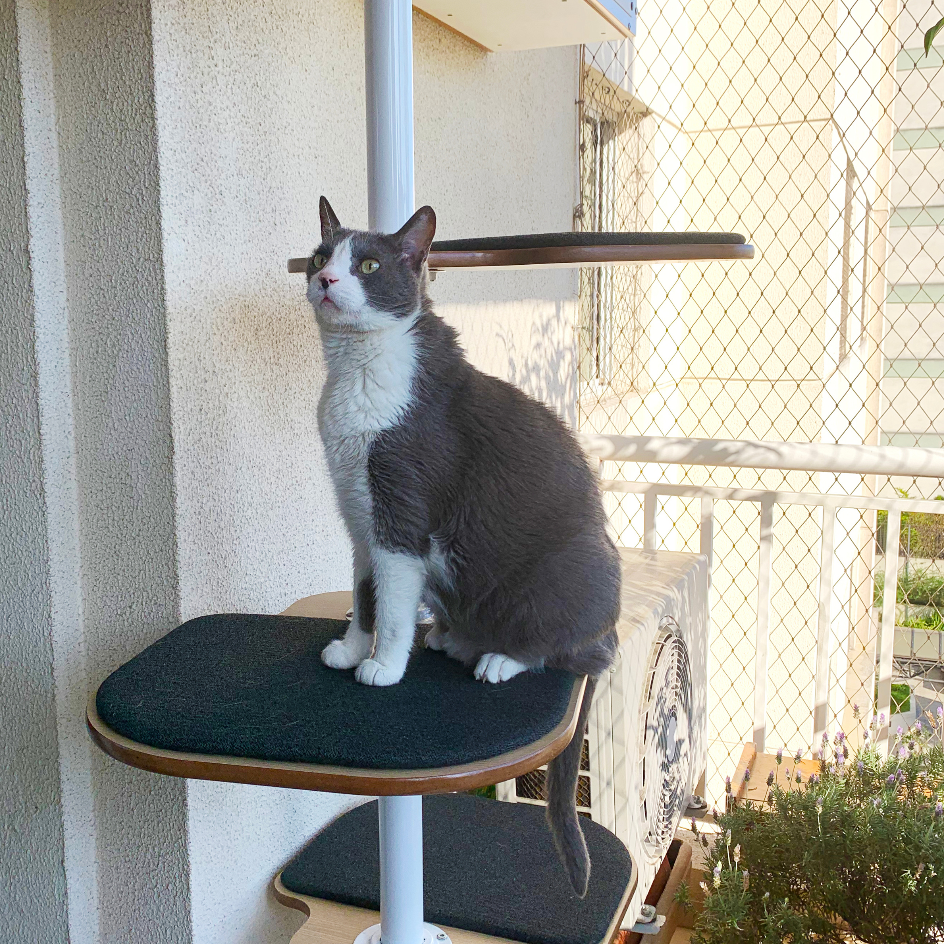 Poletree 3 prateleiras •_• - Imagem 2